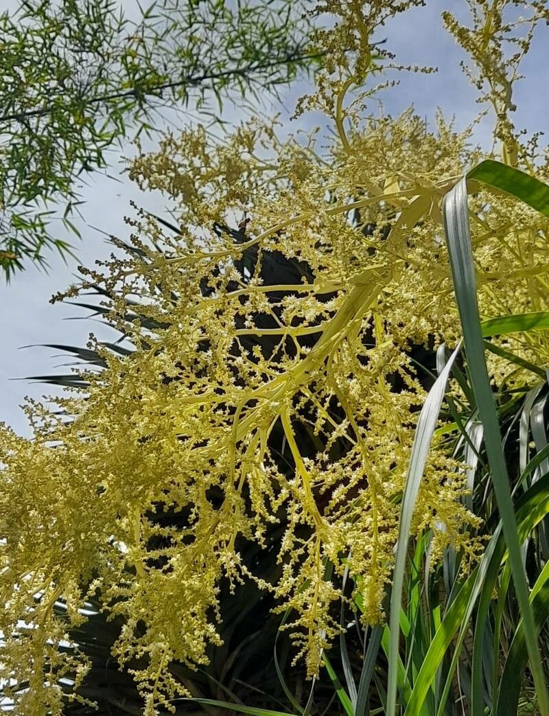 Nolina parviflora flower