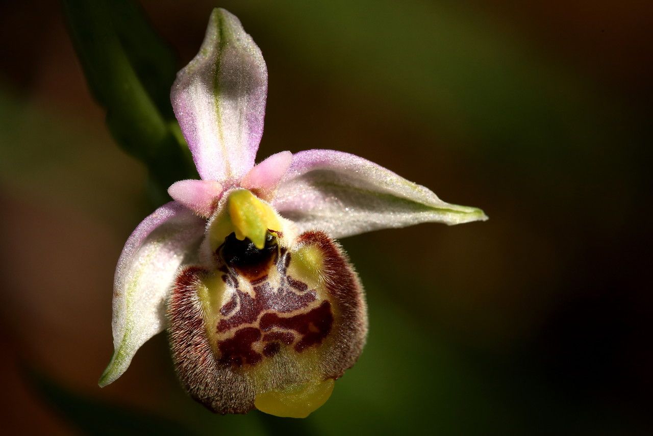 Ophrys annae — related species from the same genus