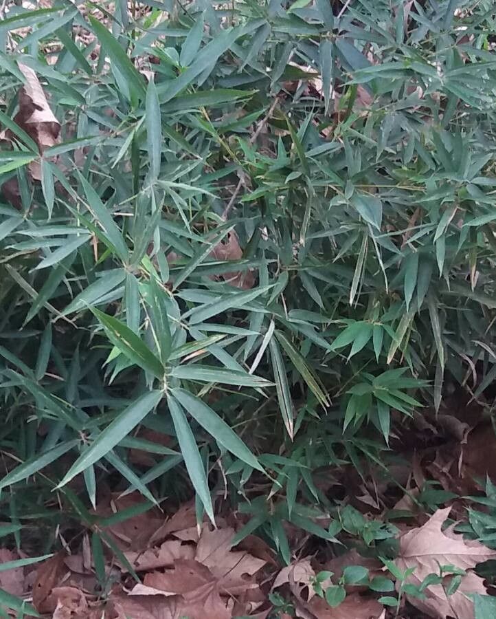 Arundinaria gigantea — search result for 'Bamboo'