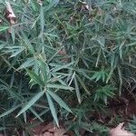 Arundinaria gigantea