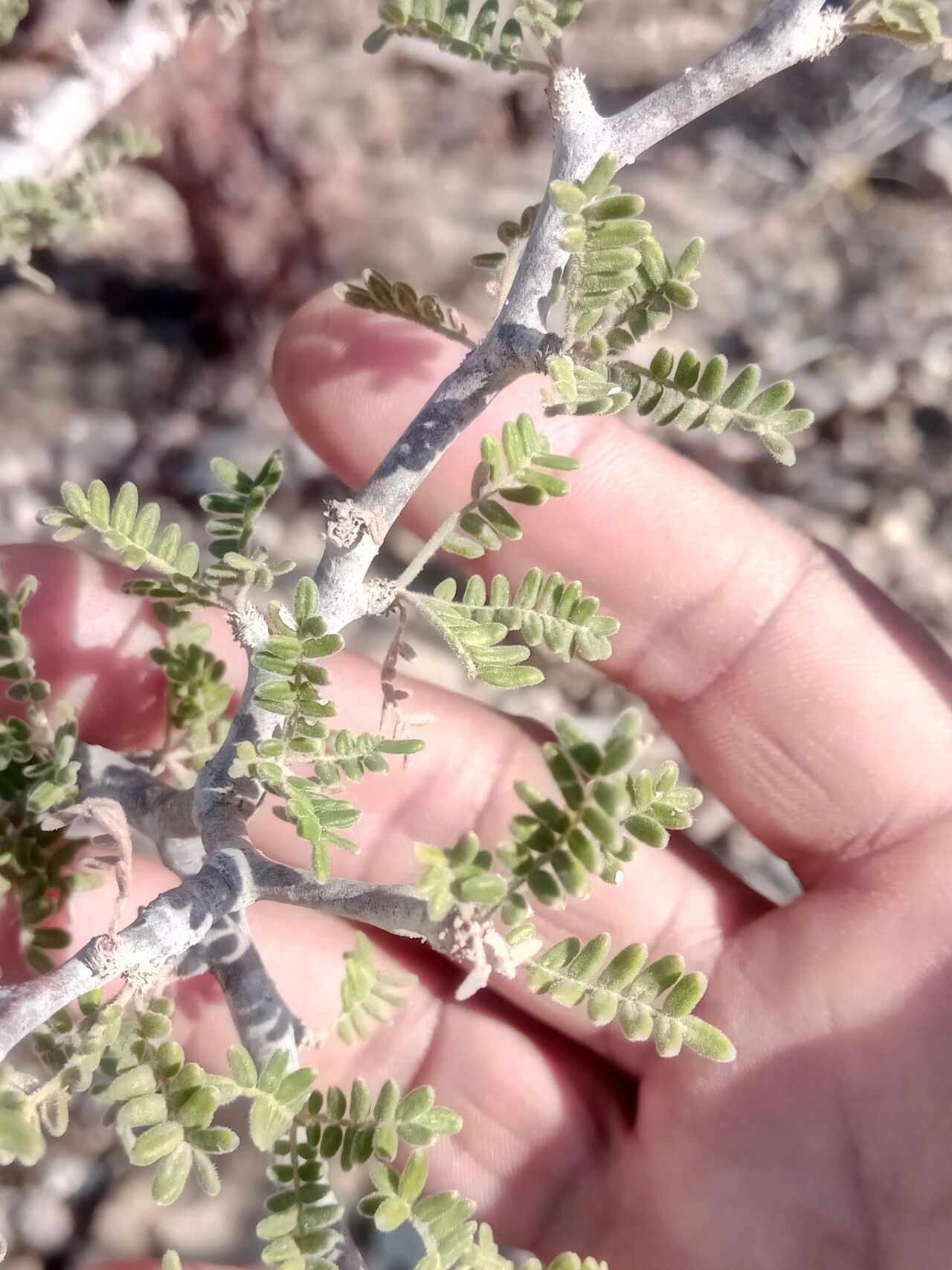 Commiphora monstruosa — houseplant care guide