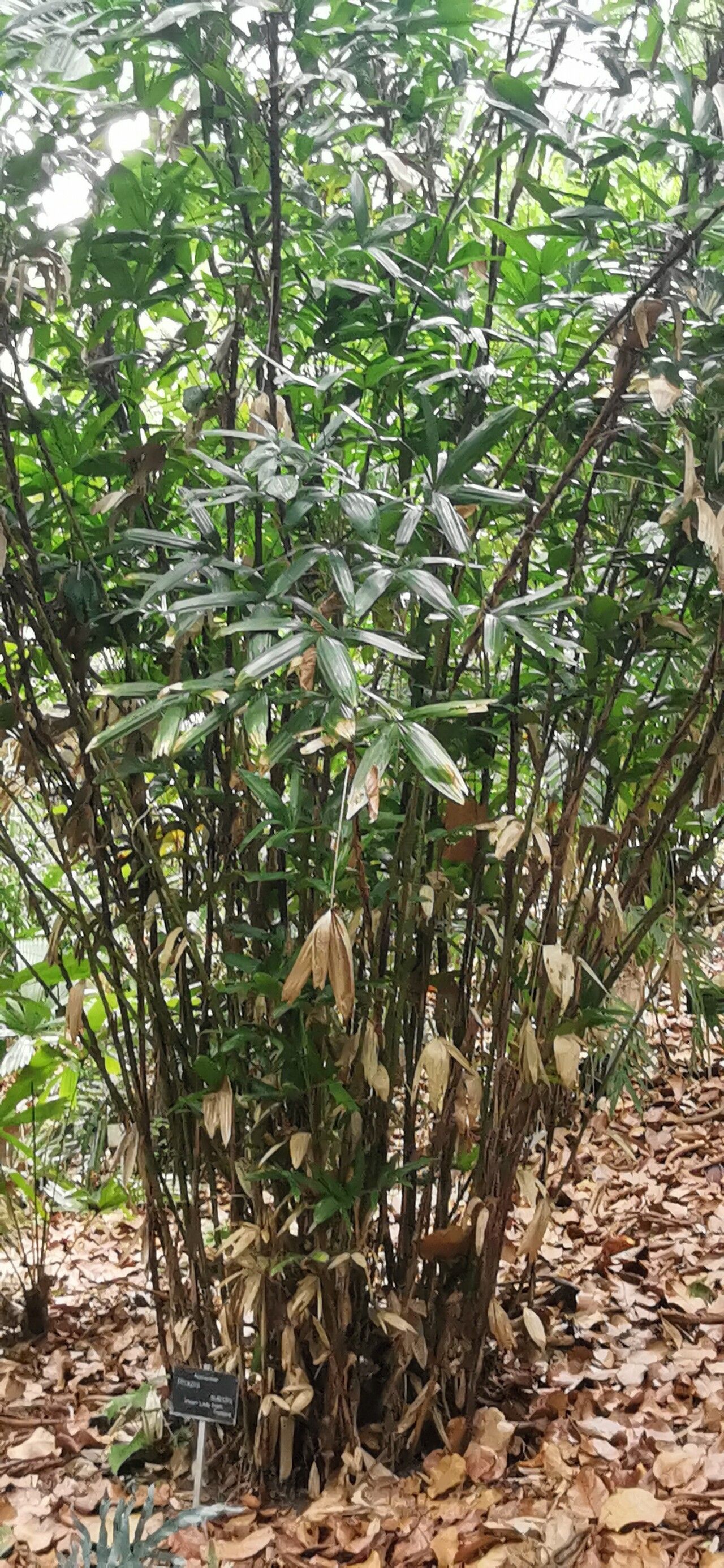 Rhapis subtilis habit
