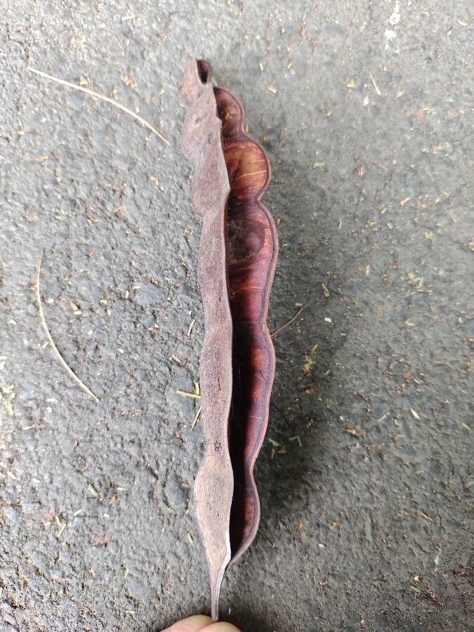 Anadenanthera colubrina fruit