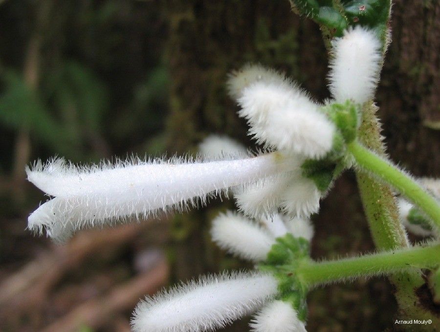 Psychotria schumanniana fruit