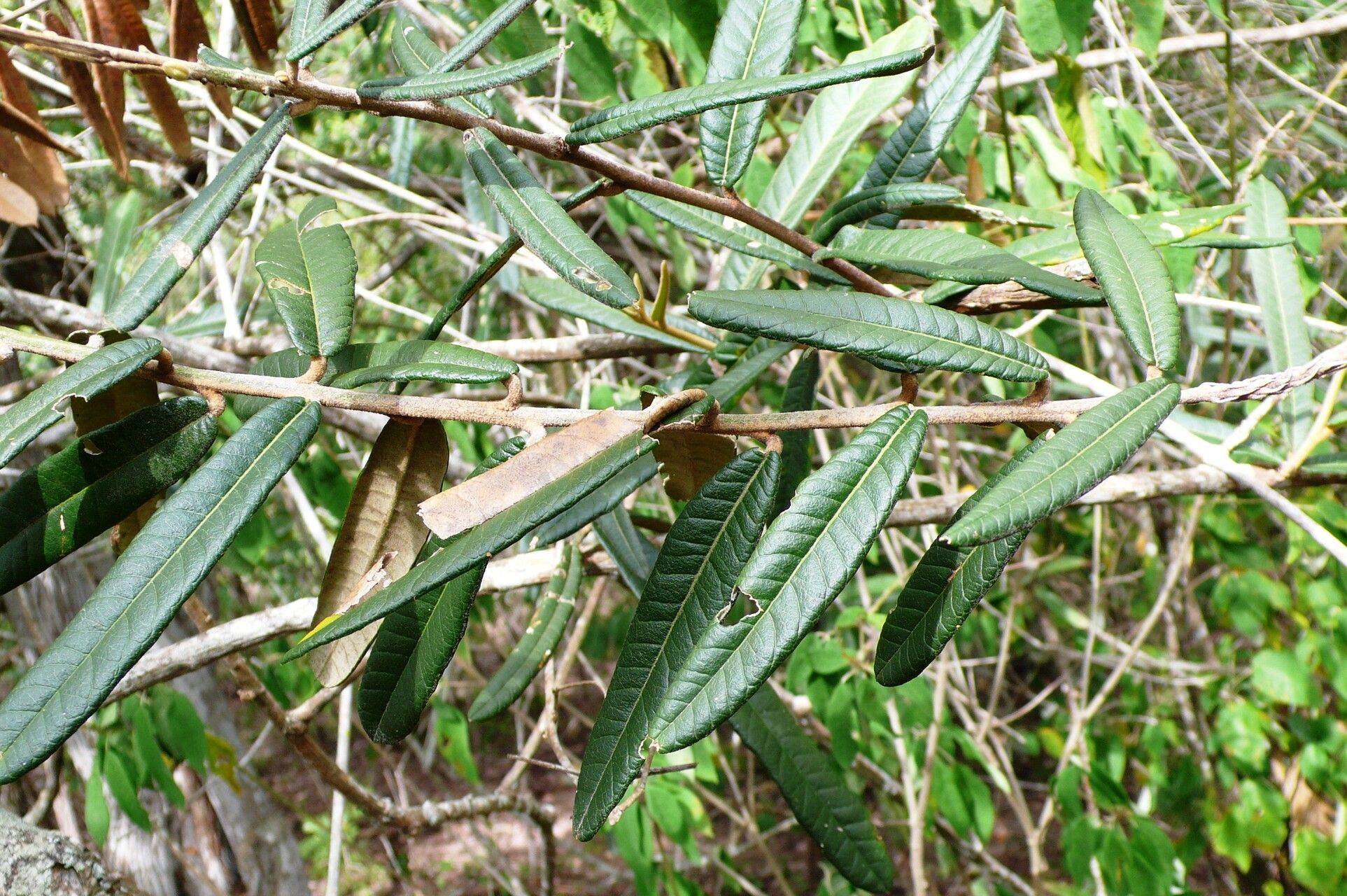 Morisonia longifolia — houseplant care guide