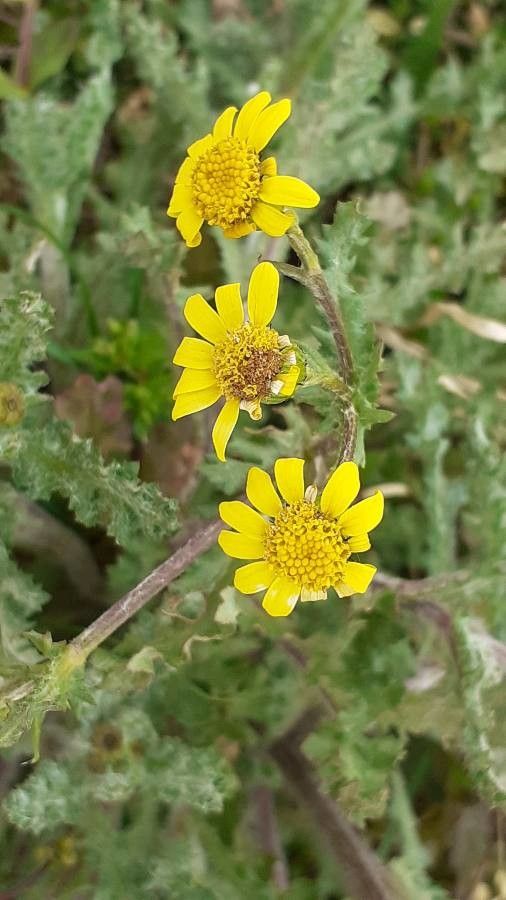 Senecio vernalis flower