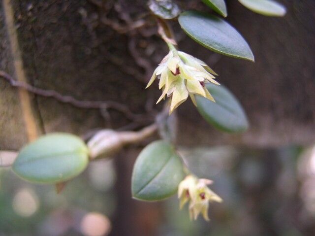 Bulbophyllum capituliflorum habit
