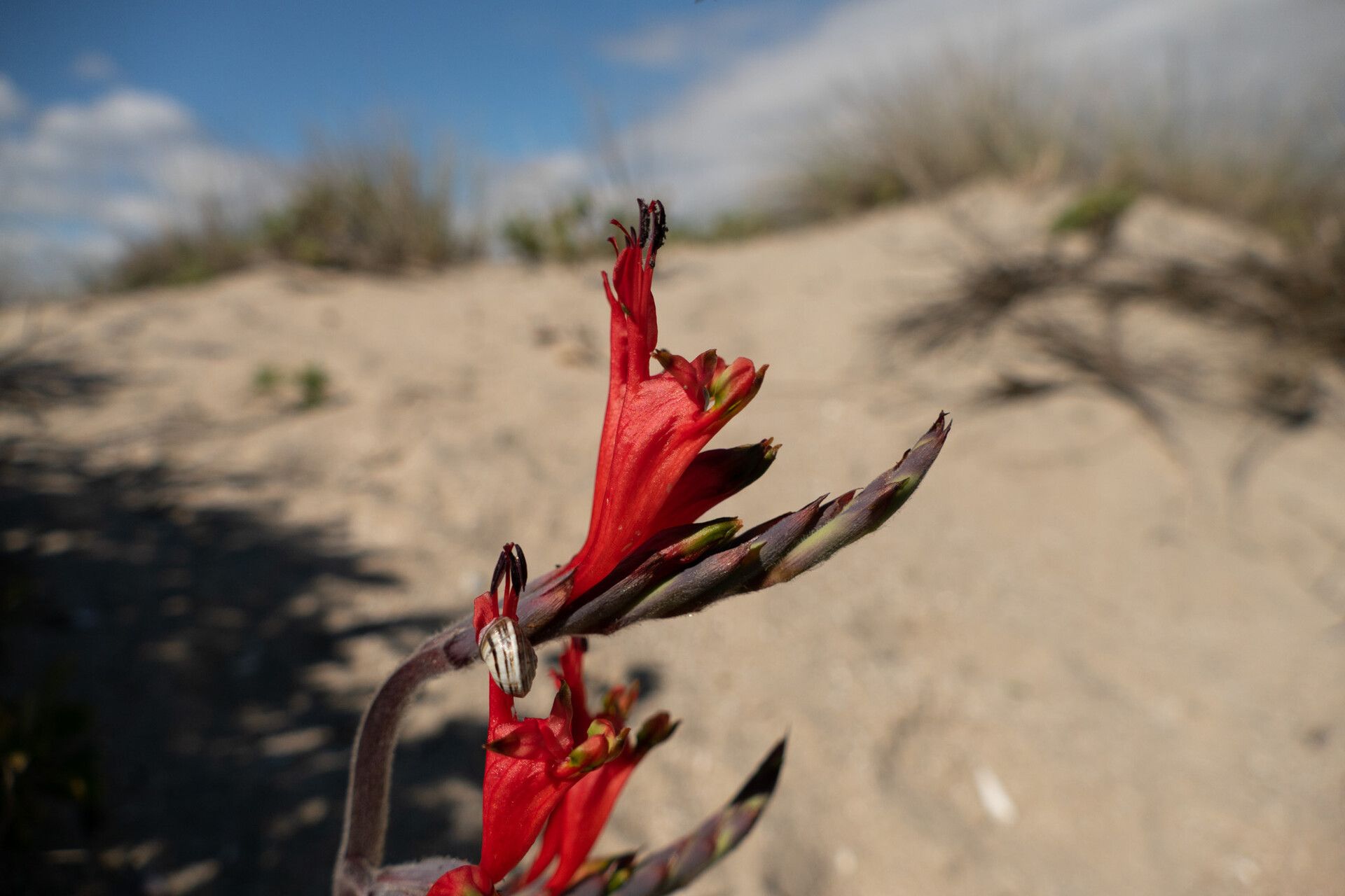 Babiana hirsuta flower