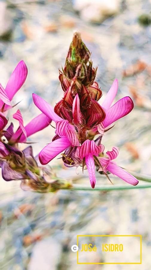 Astragalus granatensis flower