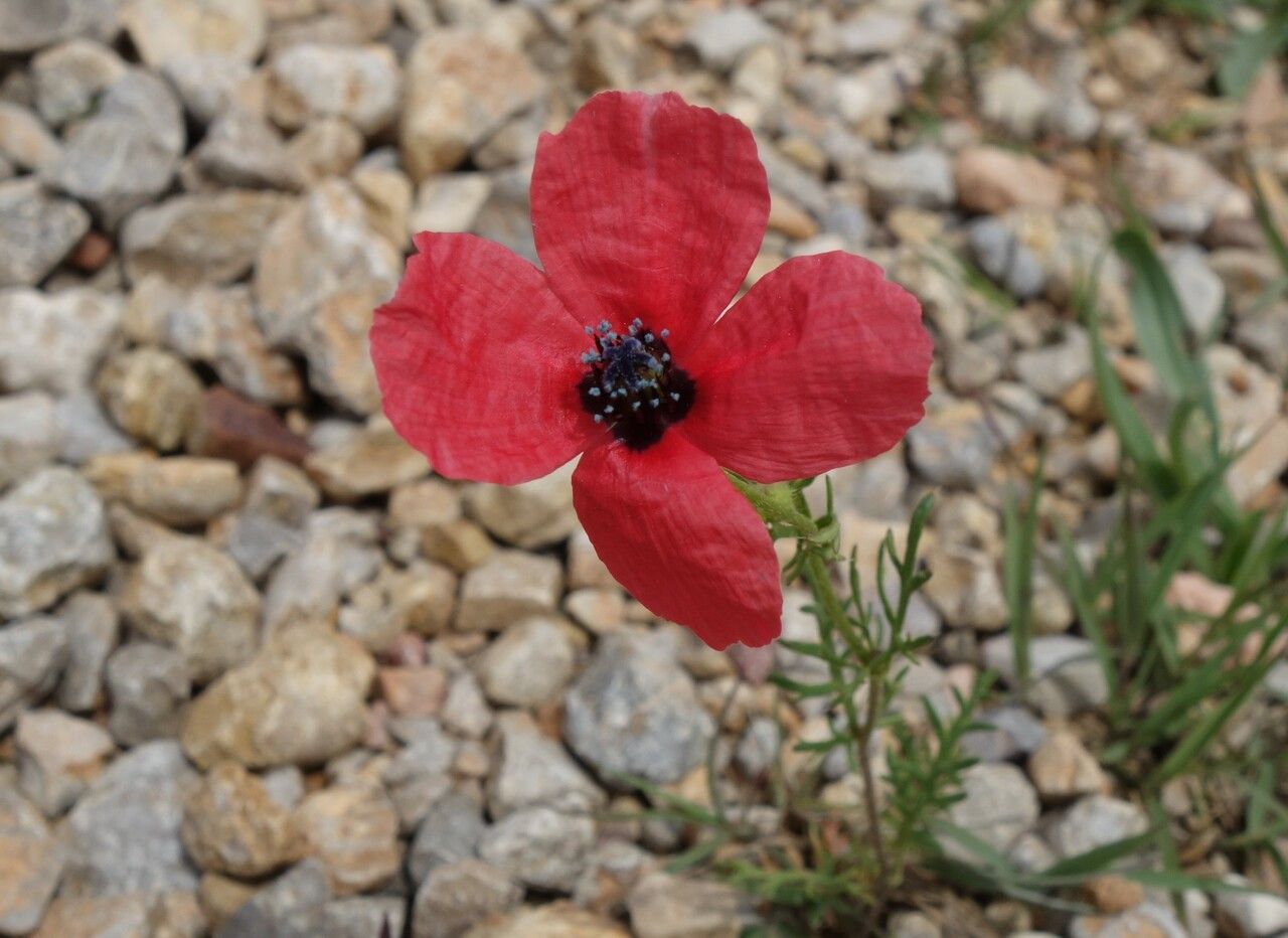 Papaver argemone flower