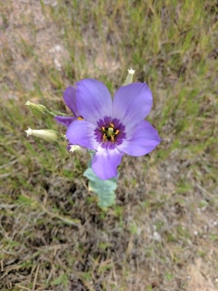 Eustoma exaltatum fruit