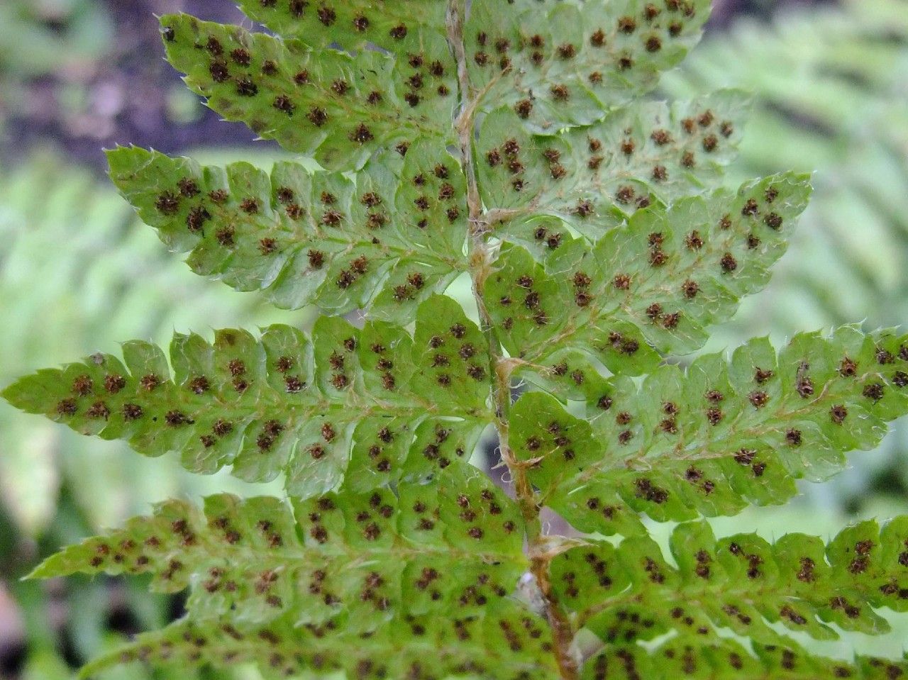 Polystichum braunii flower