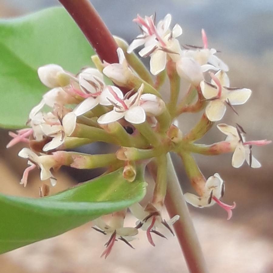 Scyphiphora hydrophylacea flower