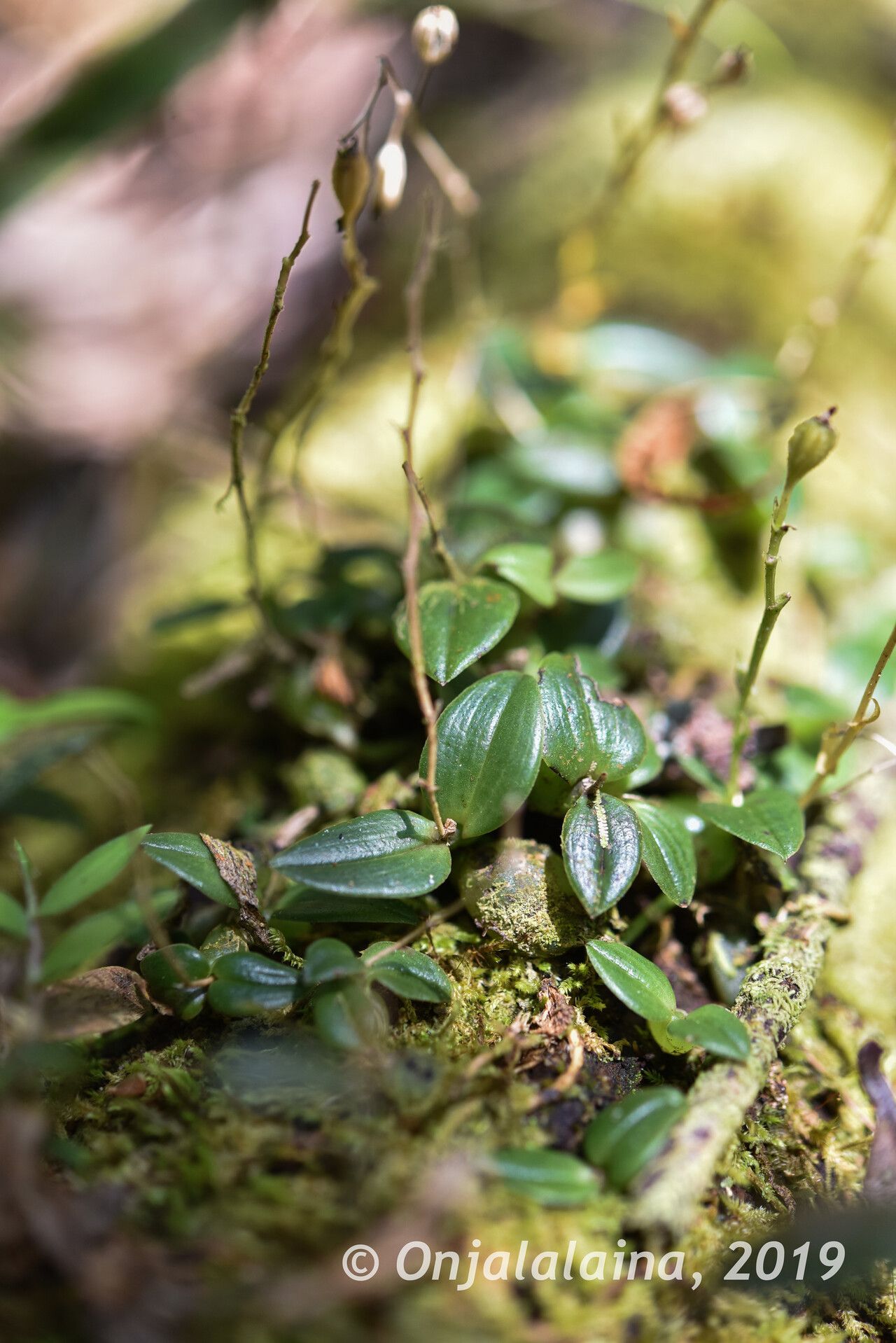 Liparis bulbophylloides — houseplant care guide