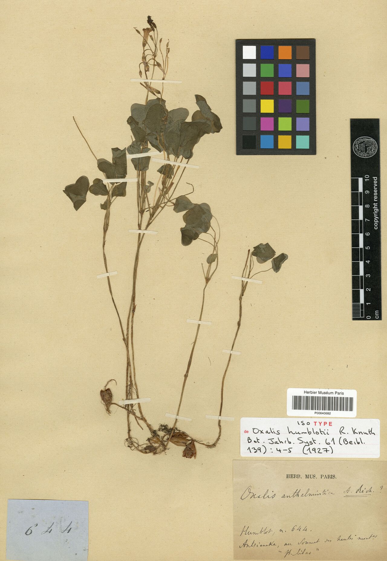 Oxalis humblotii — houseplant care guide