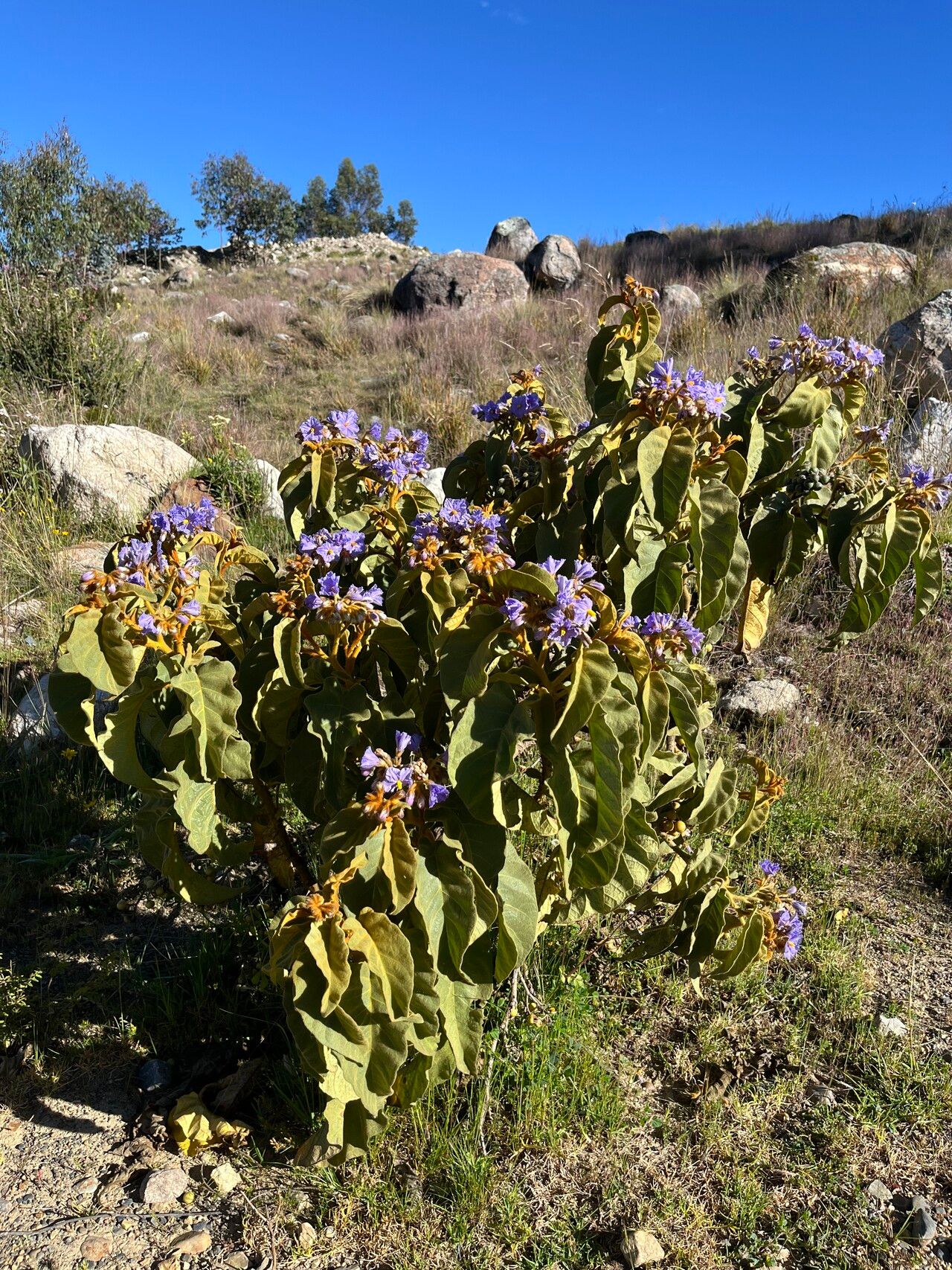 Solanum glutinosum habit