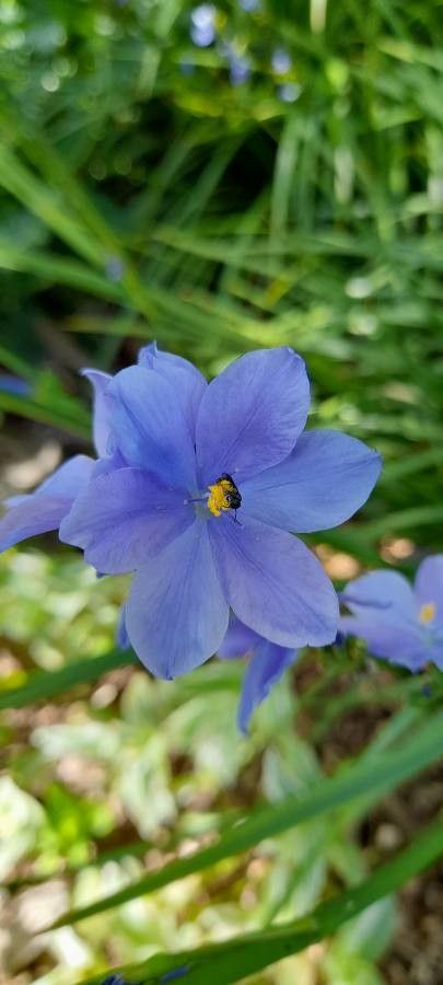 Orthrosanthus multiflorus flower