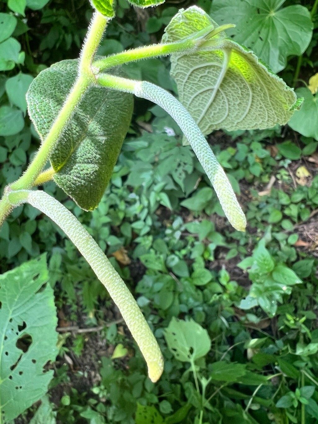 Piper bredemeyeri flower