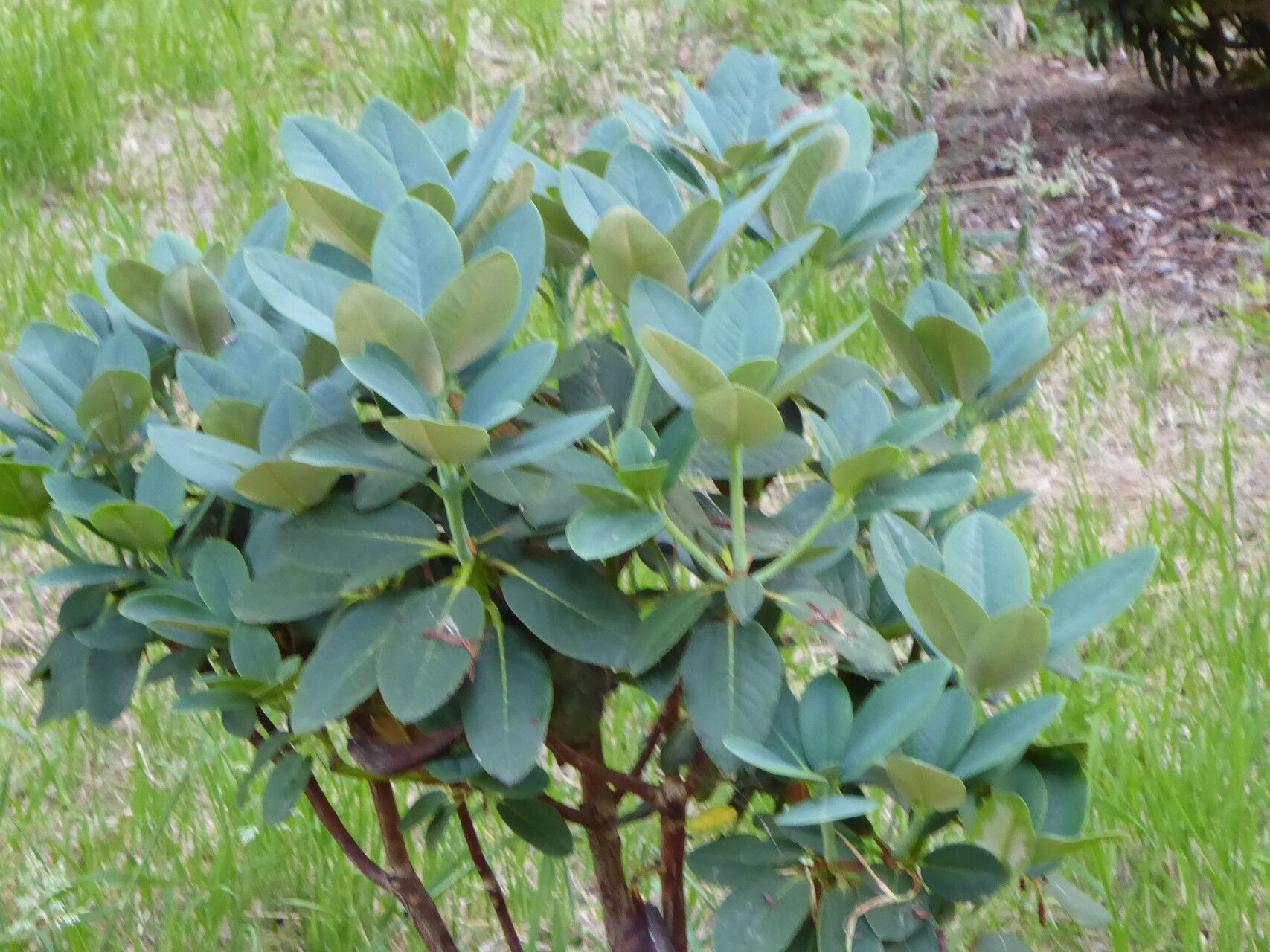Rhododendron sphaeroblastum leaf