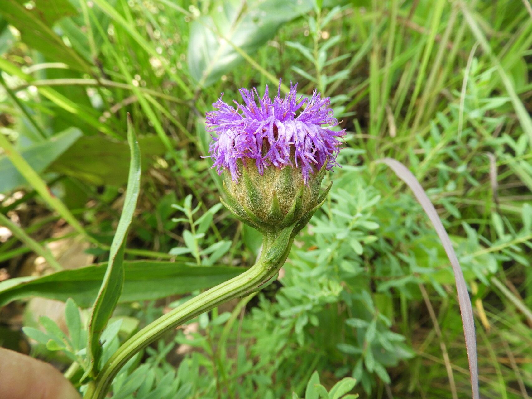 Vernonia roseoviolacea — houseplant care guide