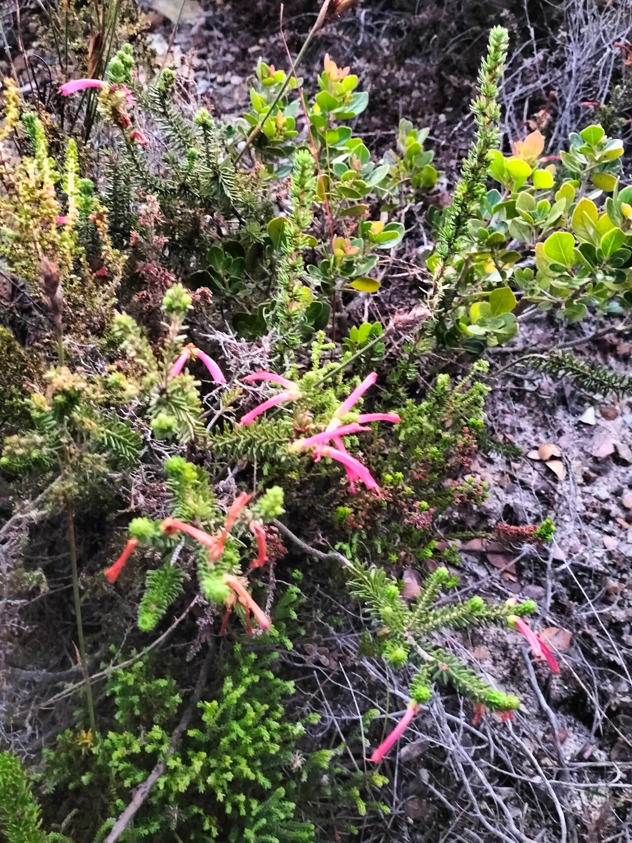 Erica abietina habit
