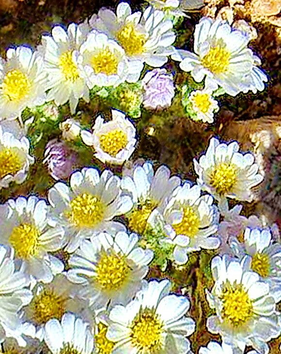 Monoptilon bellidiforme — related species from the same genus