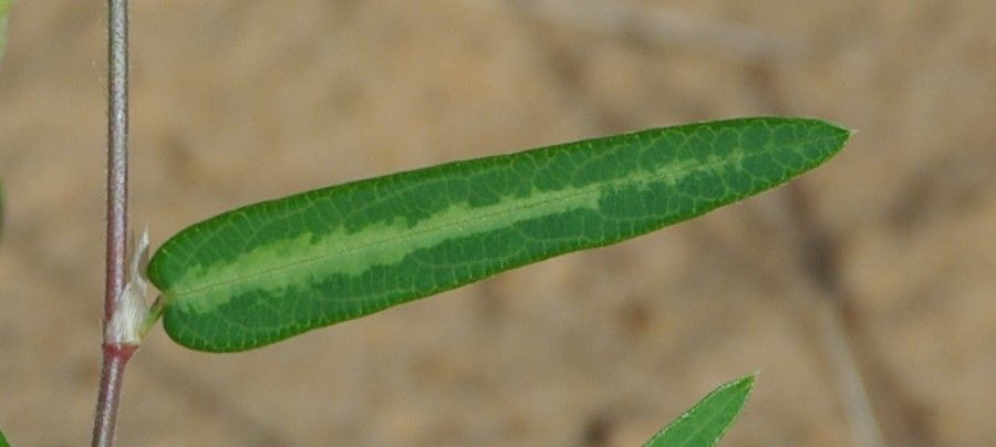 Alysicarpus ovalifolius — houseplant care guide