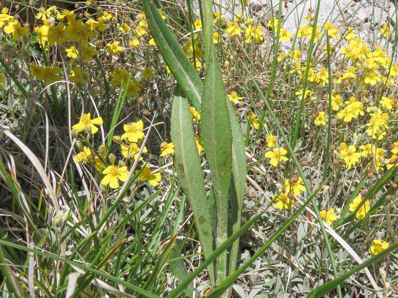 Senecio doronicum — search result for 'Senecio'