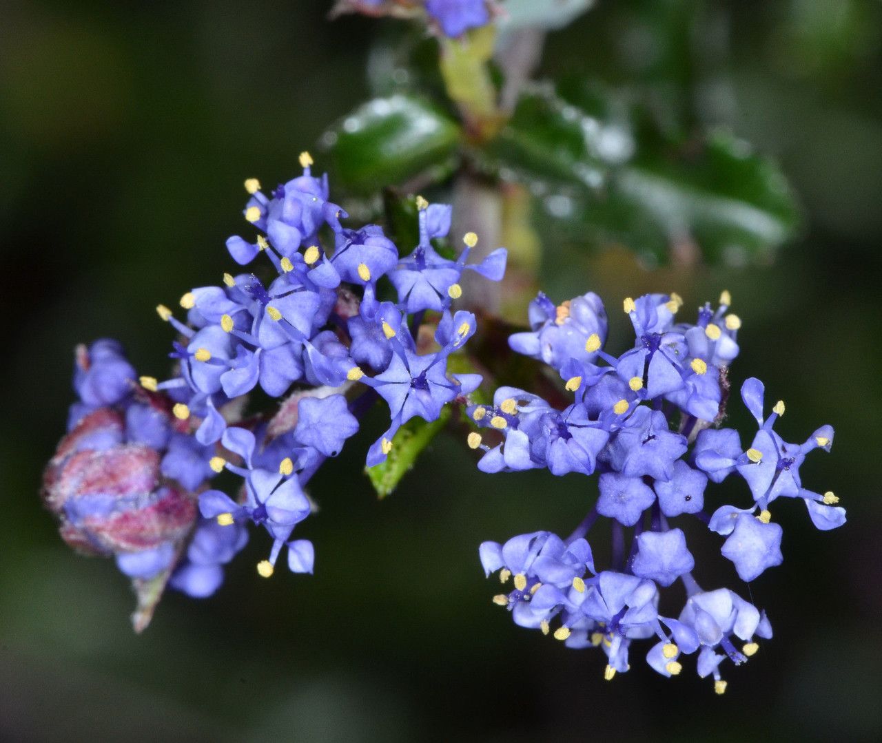 Ceanothus foliosus flower