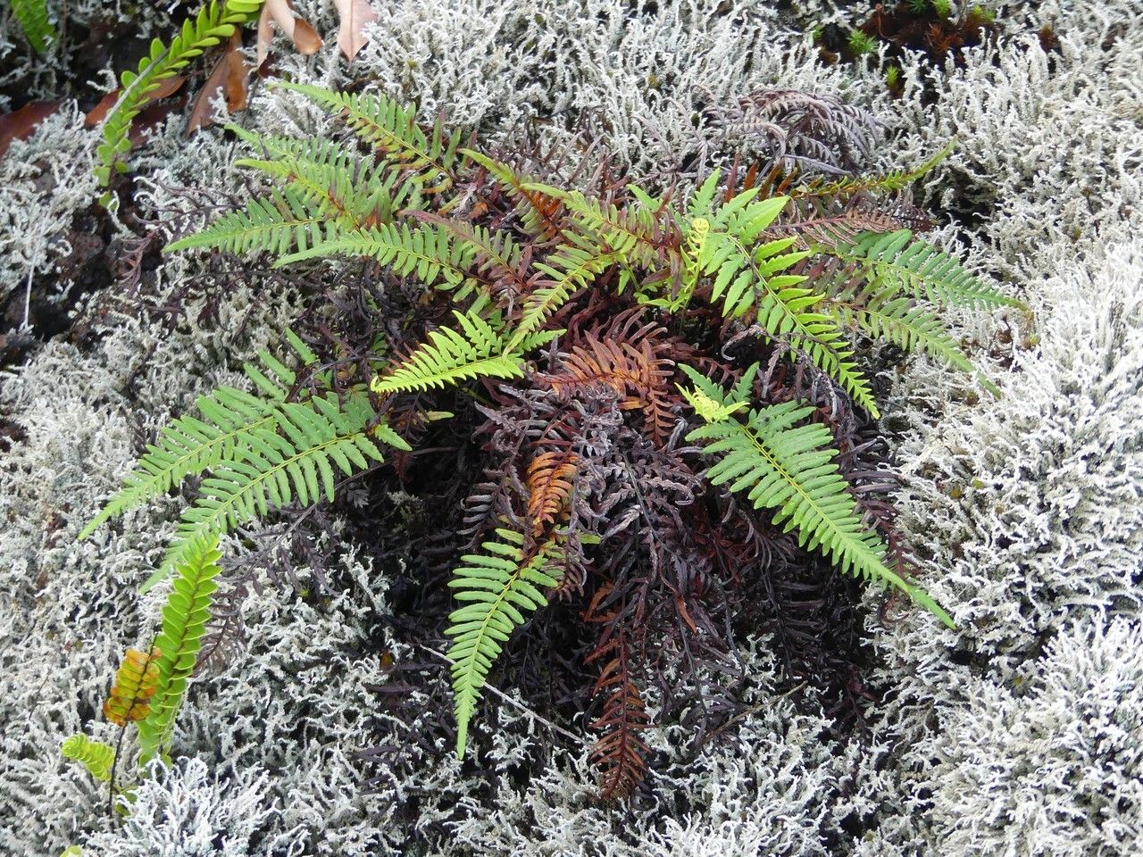 Pityrogramma calomelanos habit