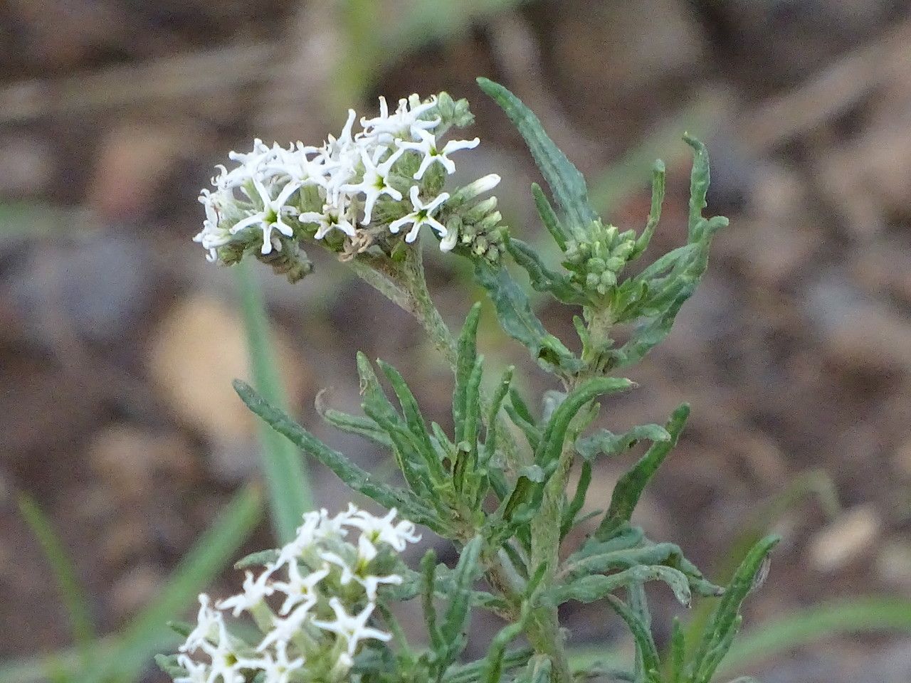 Heliotropium longiflorum — search result for 'Heliotropium'