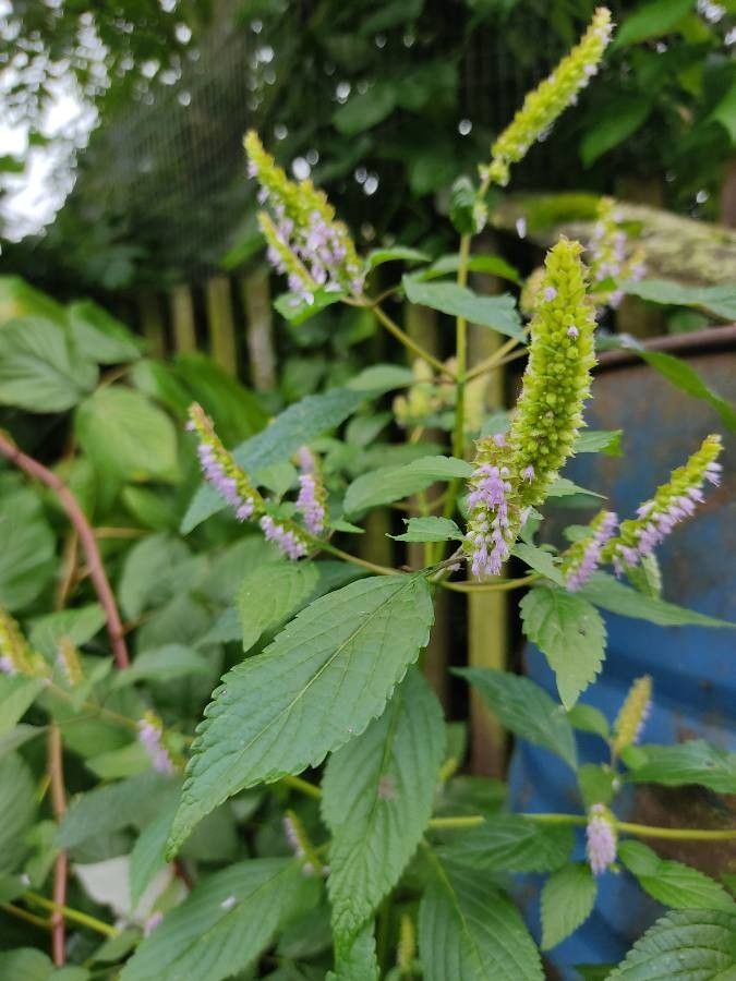 Elsholtzia ciliata habit