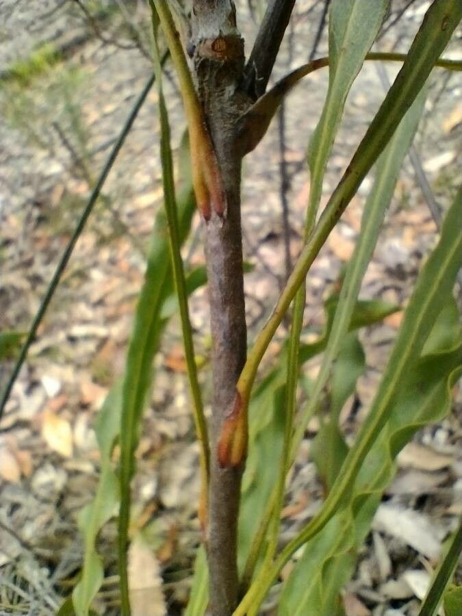 Conospermum longifolium bark