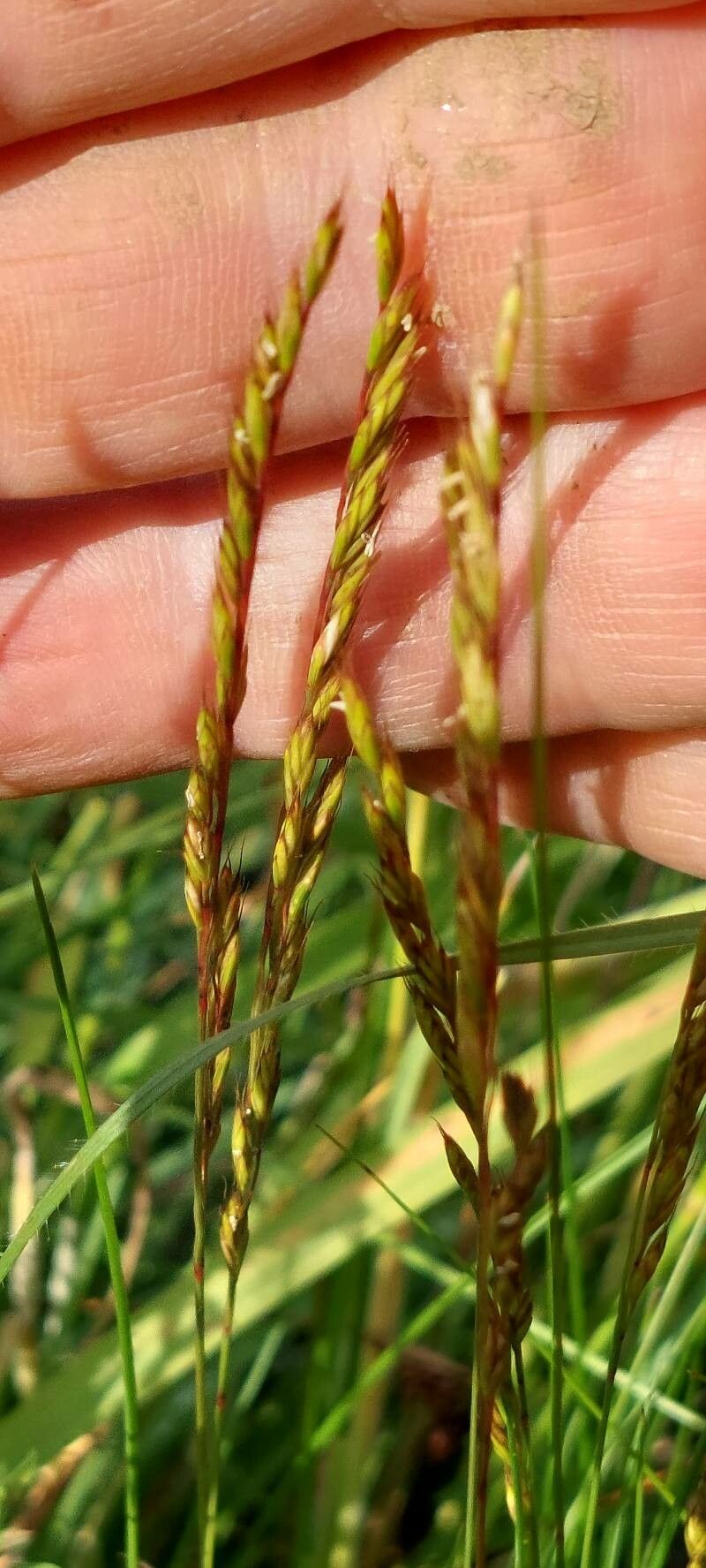 Festuca rupicola flower