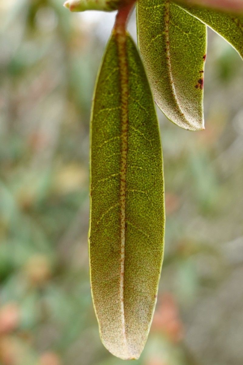 Rhododendron polylepis leaf