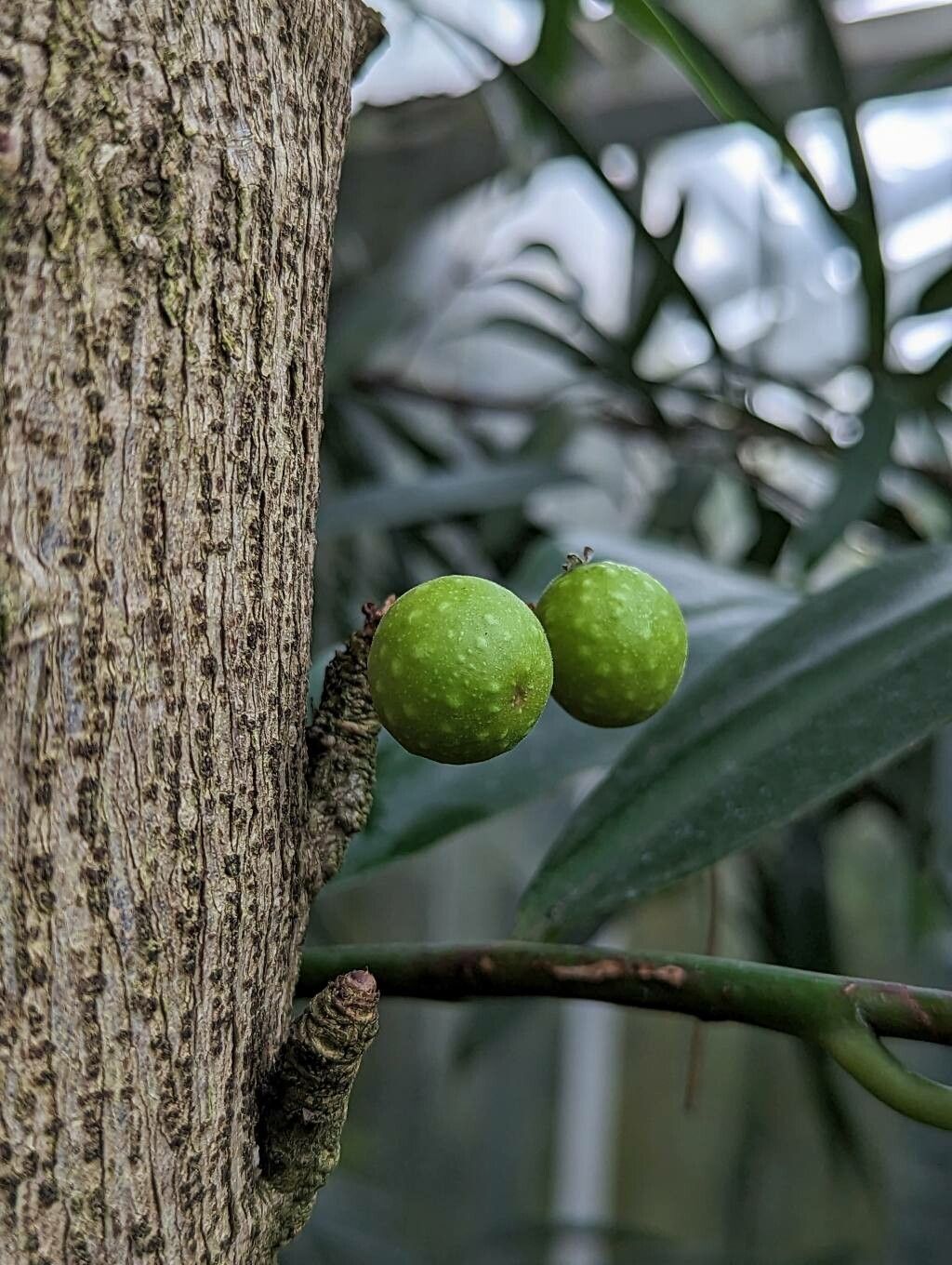 Ficus ottoniifolia fruit