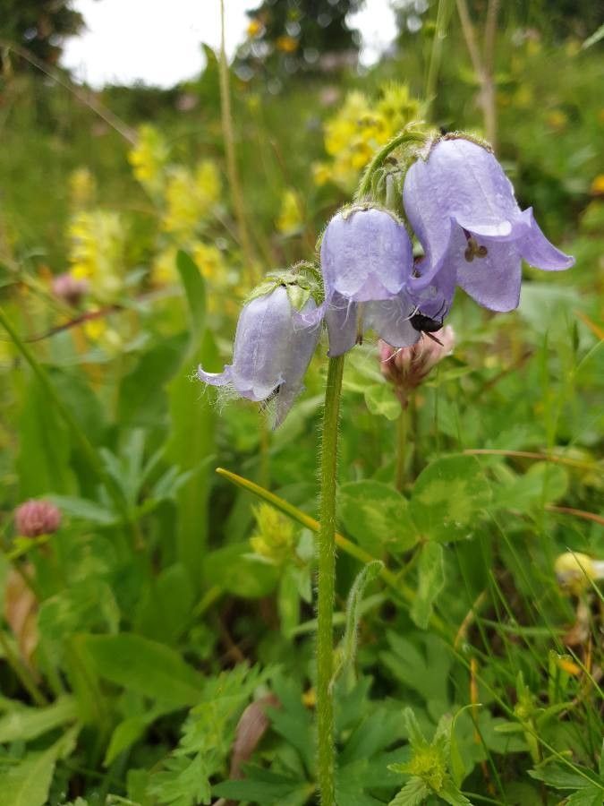 Campanula barbata flower