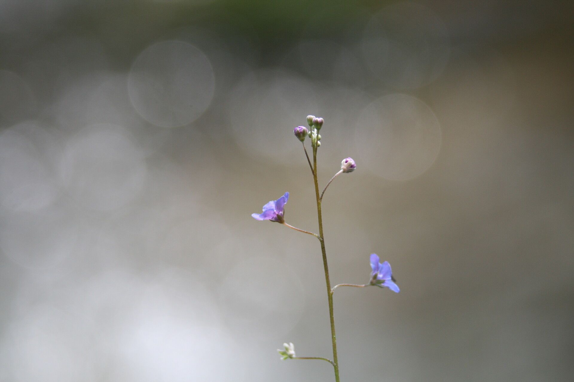 Adelinia grandis flower