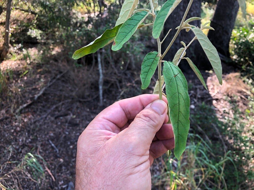 Solanum parvifolium leaf