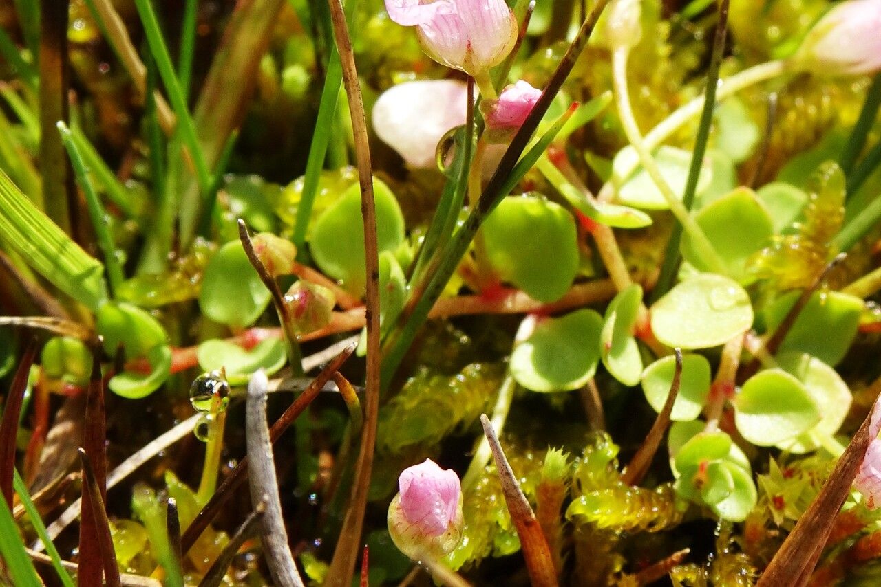 Lysimachia tenella leaf
