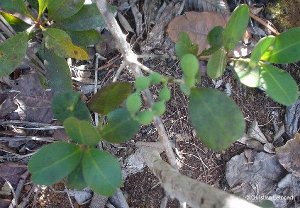 Alyxia baillonii habit