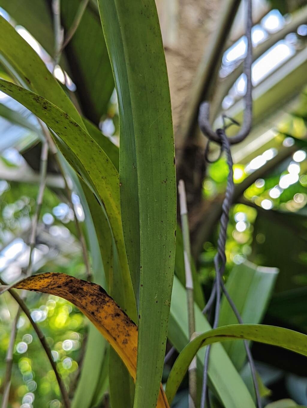 Oncidium planilabre — search result for 'Oncidium'