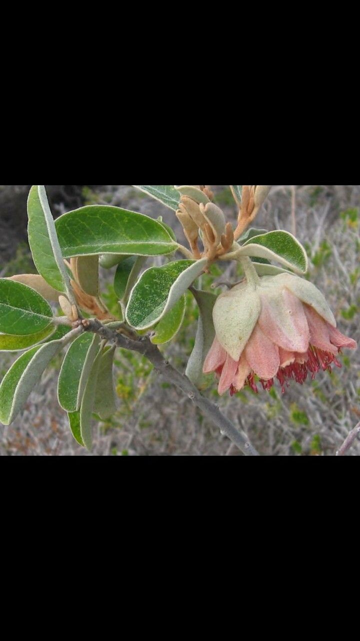 Xanthostemon francii flower