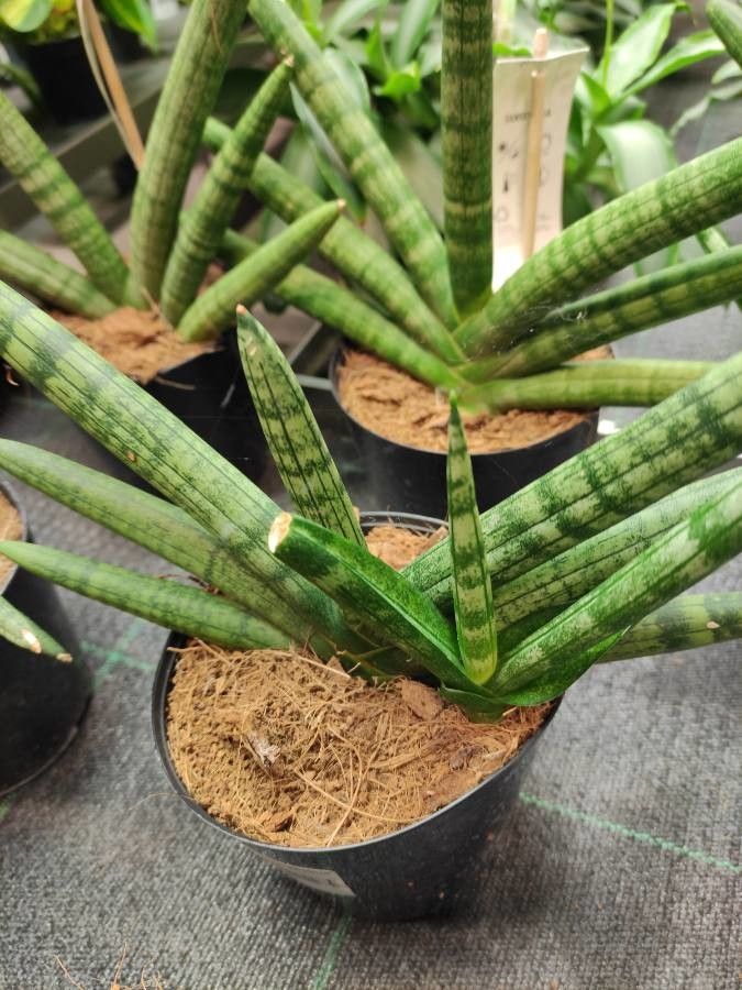 Sansevieria canaliculata habit
