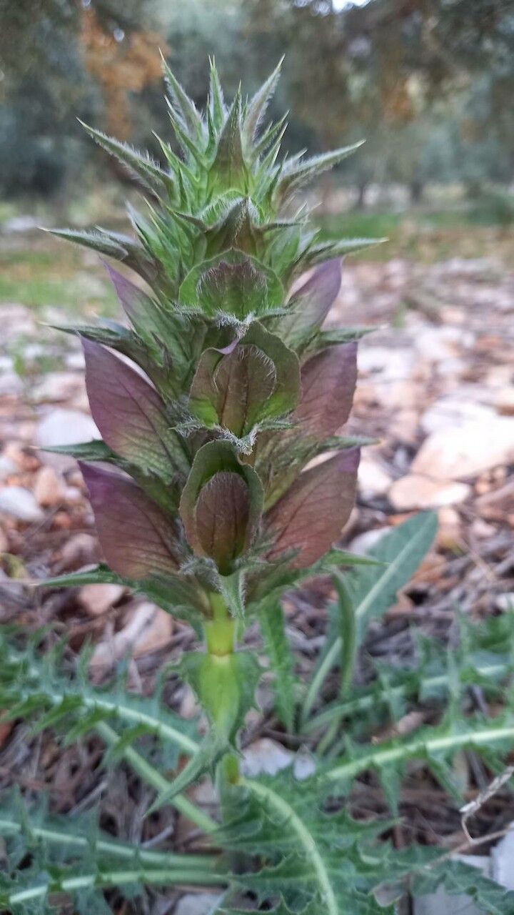 Acanthus hirsutus flower