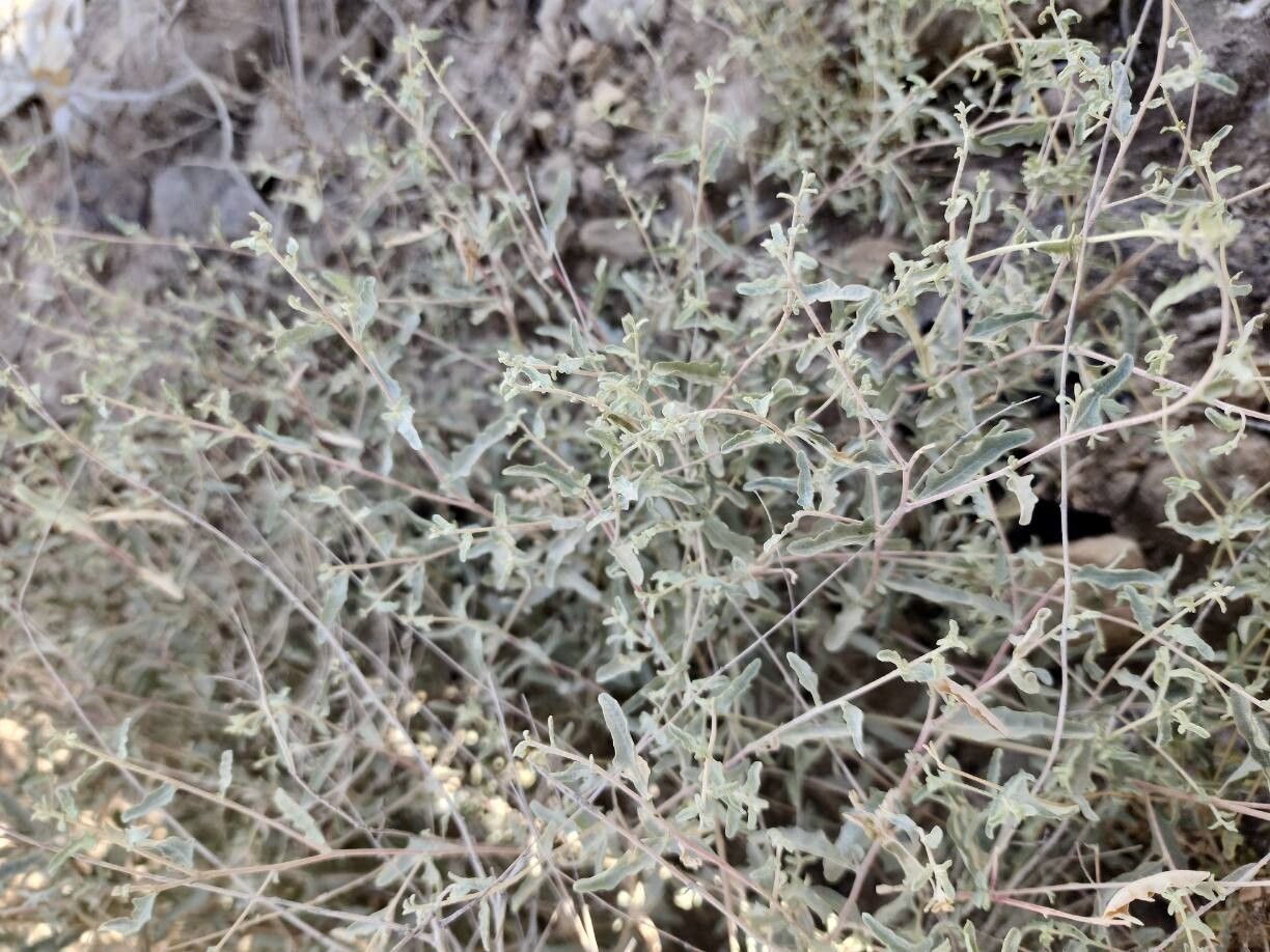 Atriplex turcomanica habit