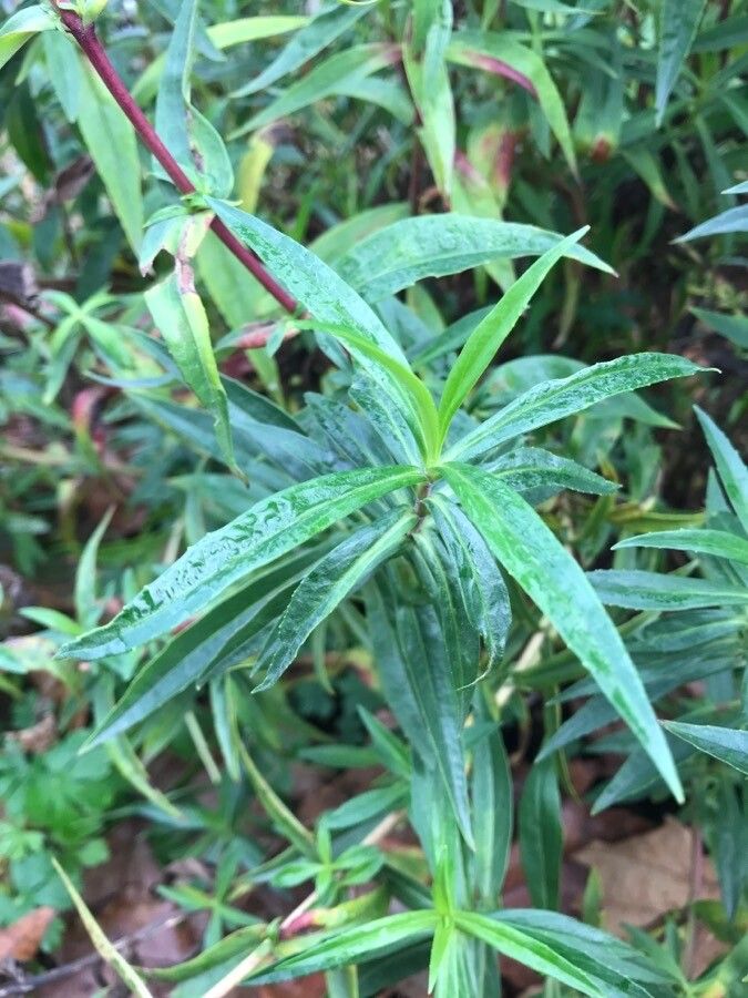 Penstemon gentianoides leaf