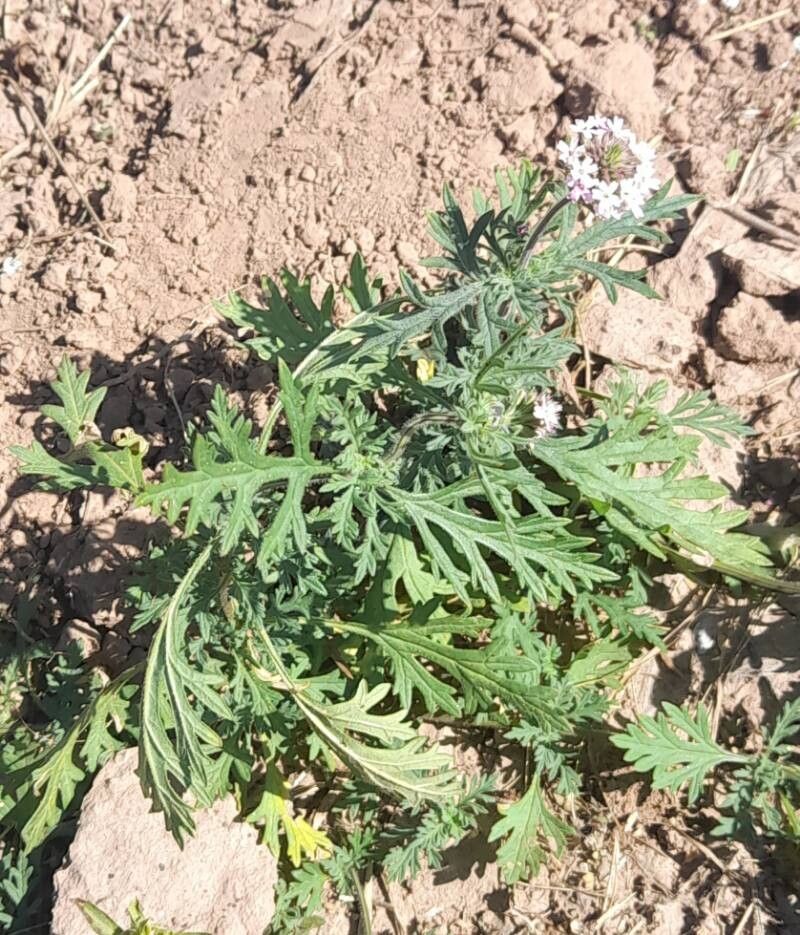 Verbena cabrerae habit