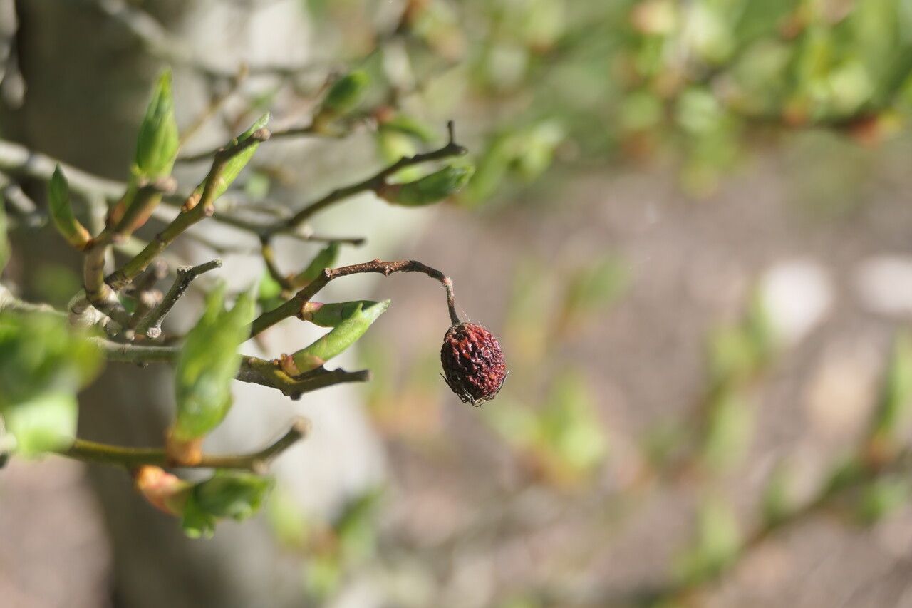 Crataegus × lavallei fruit