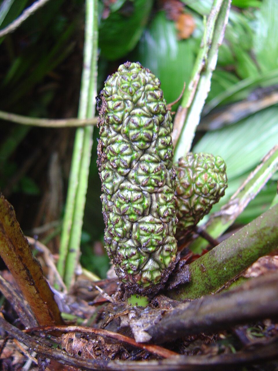 Asplundia rivularis — houseplant care guide